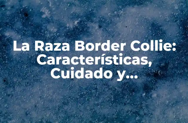 Orígenes y Historia de la Raza Border Collie