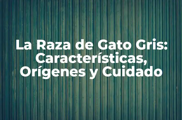 La Raza de Gato Gris: Características, Orígenes y Cuidado 2 Características Físicas de la Raza de Gato Gris