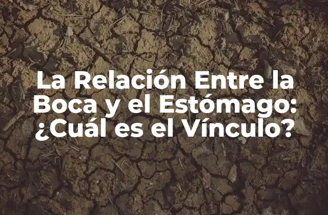 La Relación entre la Boca y el Estómago: ¿cuál es el Vínculo?