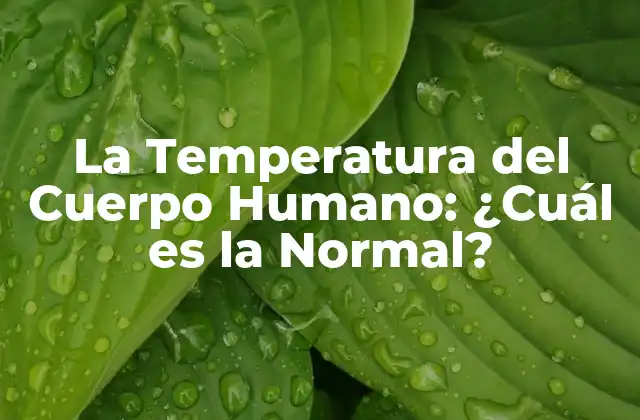 La Temperatura Del Cuerpo Humano: ¿cuál es la Normal?
