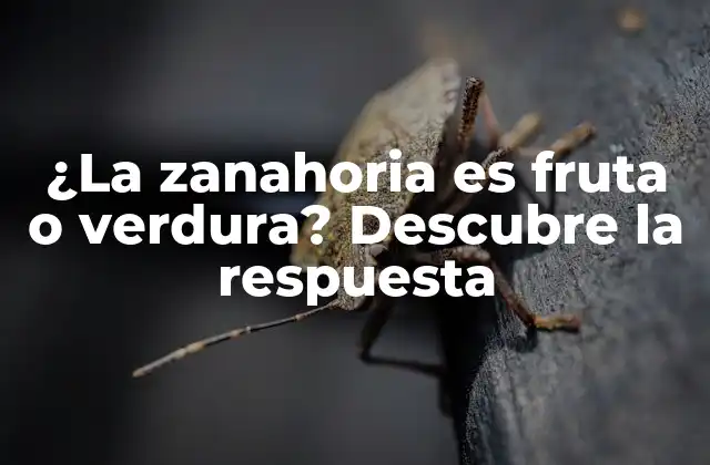 ¿la Zanahoria es Fruta o Verdura? Descubre la Respuesta