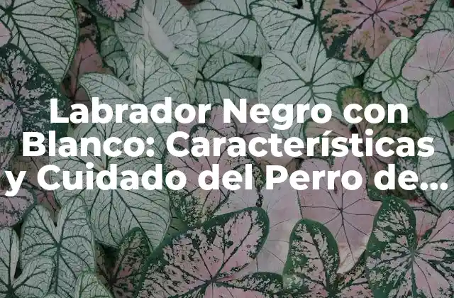 Labrador Negro con Blanco: Características y Cuidado Del Perro de Raza Más Popular