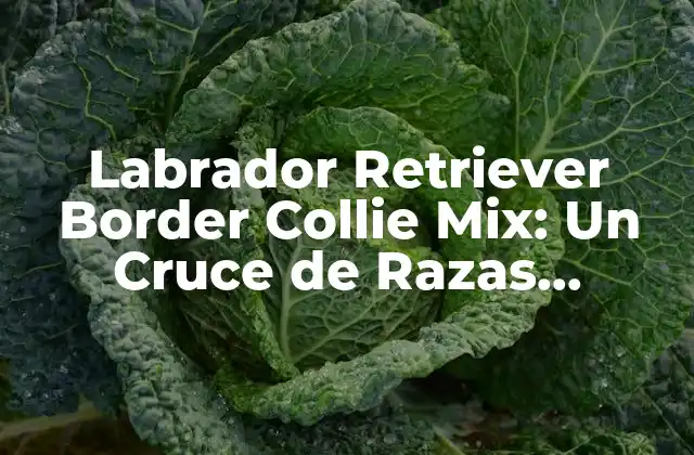 Labrador Retriever Border Collie Mix: un Cruce de Razas Caninas Único