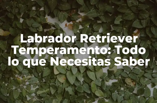 Labrador Retriever Temperamento: Todo Lo que Necesitas Saber