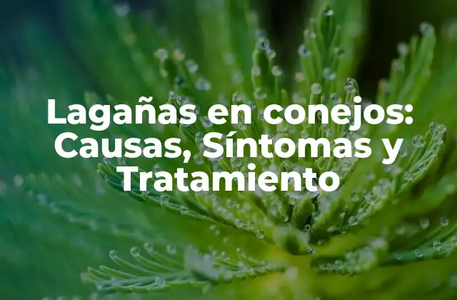 Lagañas en Conejos: Causas, Síntomas y Tratamiento
