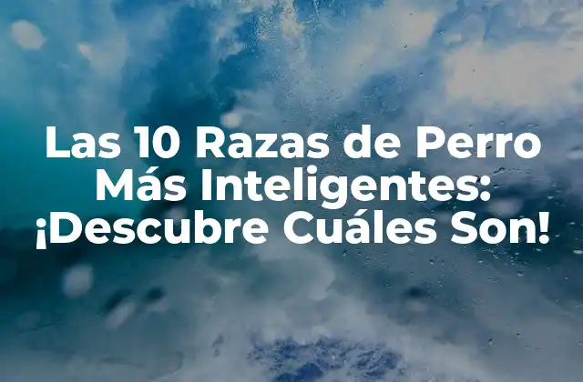 Las 10 Razas de Perro Más Inteligentes: ¡descubre Cuáles Son! 2 ¿Cuál es la Definición de Inteligencia Canina?