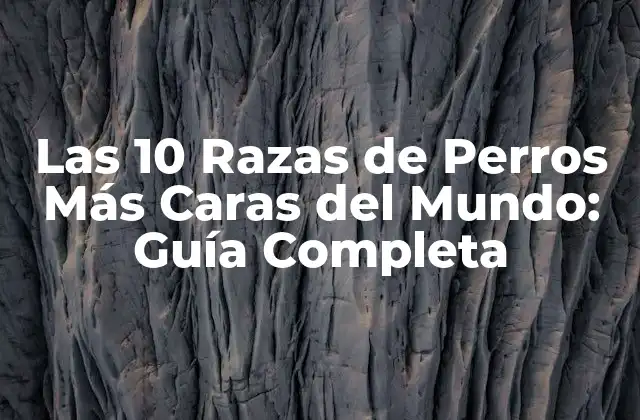 Las 10 Razas de Perros Más Caras Del Mundo: Guía Completa