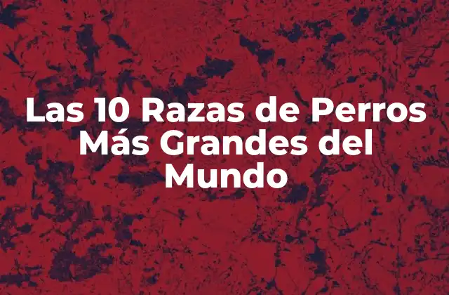 Las 10 Razas de Perros Más Grandes Del Mundo
