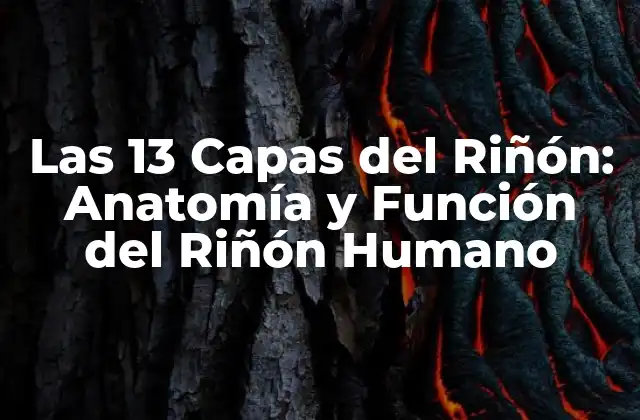 Las 13 Capas Del Riñón: Anatomía y Función Del Riñón Humano