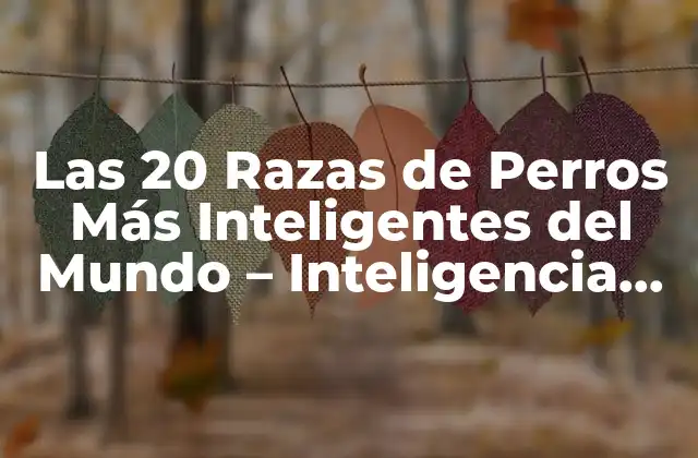 Las 20 Razas de Perros Más Inteligentes Del Mundo - Inteligencia Canina 2 ¿Qué es la Inteligencia Canina?