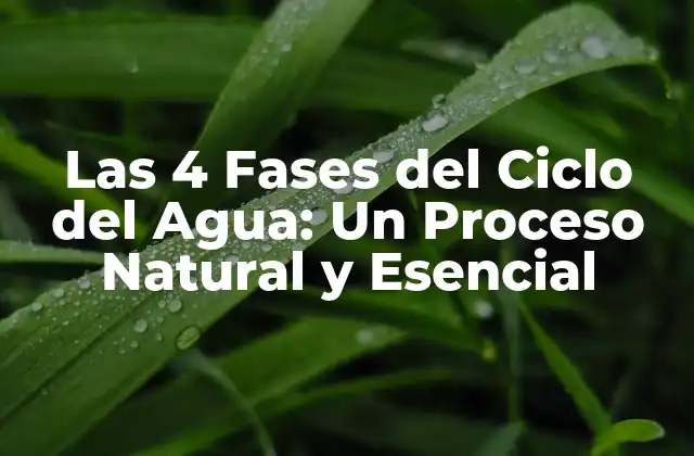 Las 4 Fases Del Ciclo Del Agua: un Proceso Natural y Esencial