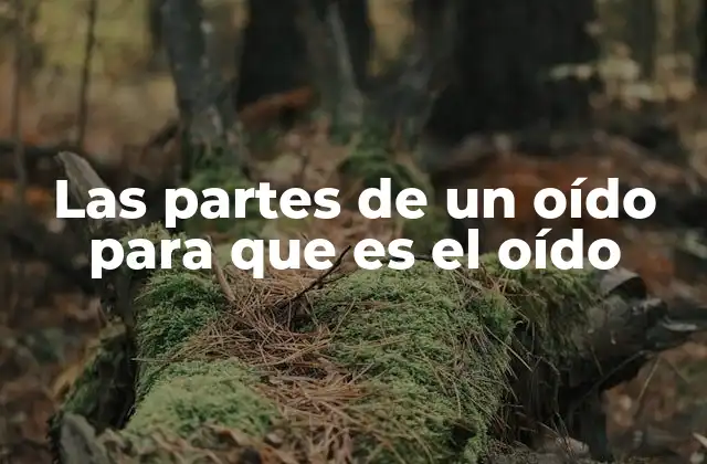 Las Partes de un Oído para que es el Oído 2 La anatomía detrás de la audición humana