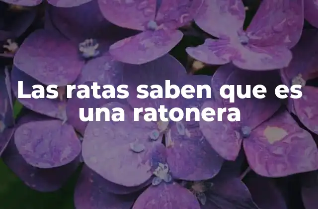 Las Ratas Saben que es una Ratonera