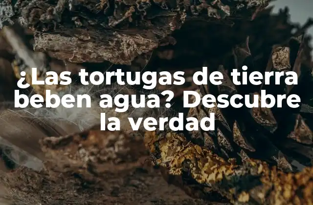 ¿las Tortugas de Tierra Beben Agua? Descubre la Verdad