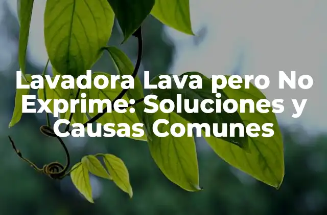Lavadora Lava pero No Exprime: Soluciones y Causas Comunes 2 Causas Comunes de una Lavadora que Lava pero No Exprime