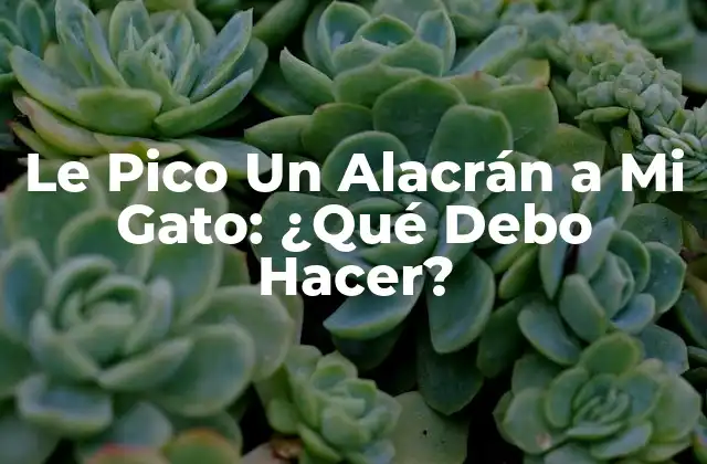 Le Pico un Alacrán a Mi Gato: ¿qué Debo Hacer?