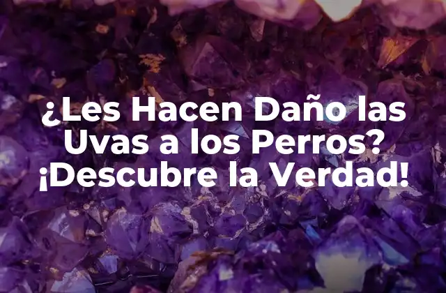 ¿les Hacen Daño las Uvas a los Perros? ¡descubre la Verdad!
