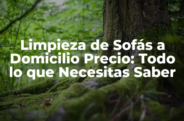 Limpieza de Sofás a Domicilio Precio: Todo Lo que Necesitas Saber 2 ¿Cuál es el Proceso de Limpieza de Sofás a Domicilio?
