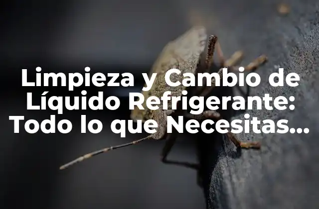 Limpieza y Cambio de Líquido Refrigerante: Todo Lo que Necesitas Saber