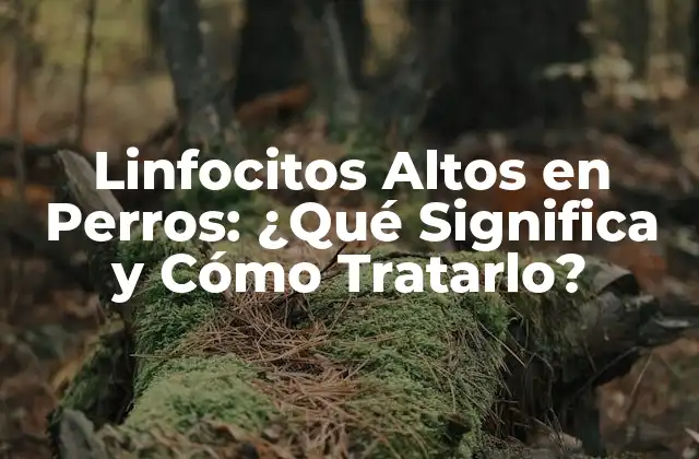 Linfocitos Altos en Perros: ¿qué Significa y Cómo Tratarlo? 2 ¿Qué Son los Linfocitos y Cuál es su Función en el Sistema Inmunológico?