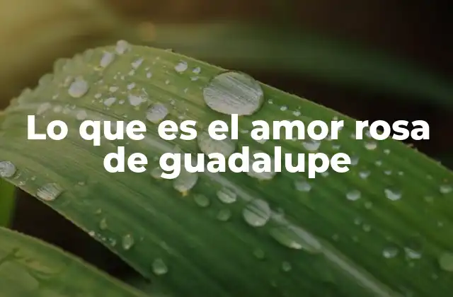 Lo que es el Amor Rosa de Guadalupe