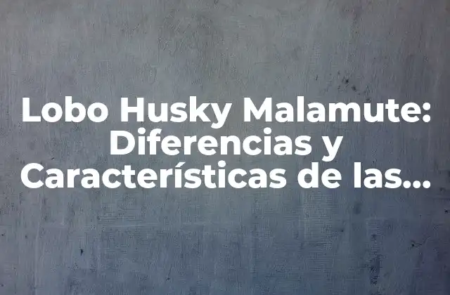 Lobo Husky Malamute: Diferencias y Características de las Razas de Perros