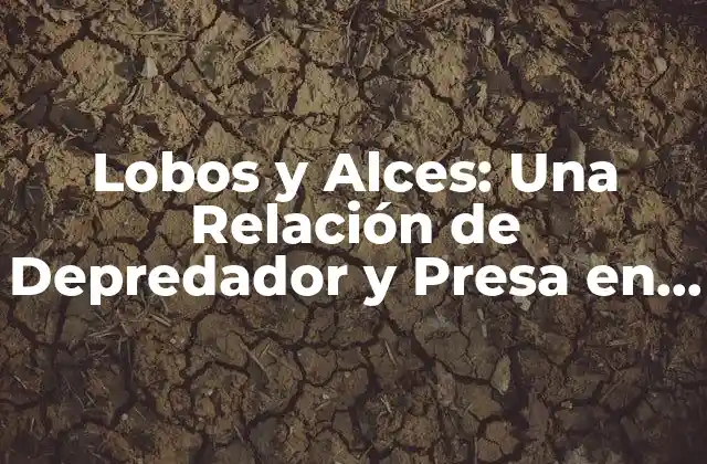 Lobos y Alces: una Relación de Depredador y Presa en el Ecosistema