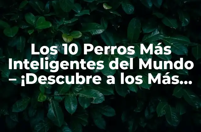 Los 10 Perros Más Inteligentes Del Mundo – ¡descubre a los Más Brillantes!