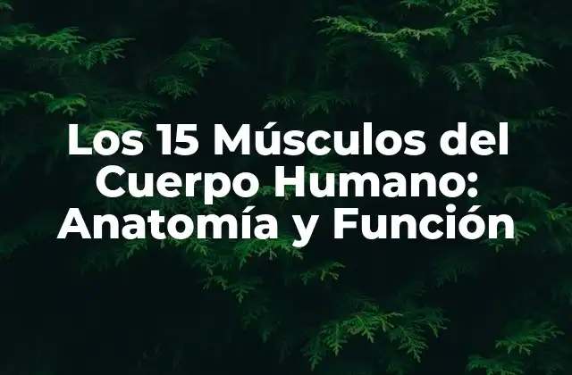Los 15 Músculos Del Cuerpo Humano: Anatomía y Función