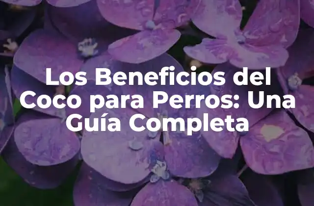 Los Beneficios Del Coco para Perros: una Guía Completa