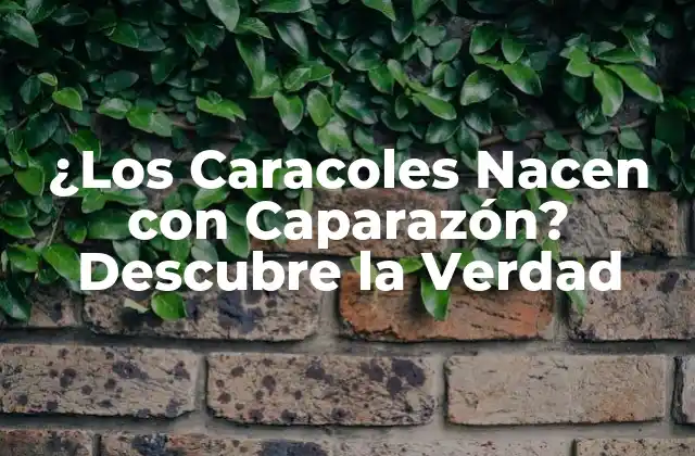 ¿los Caracoles Nacen con Caparazón? Descubre la Verdad