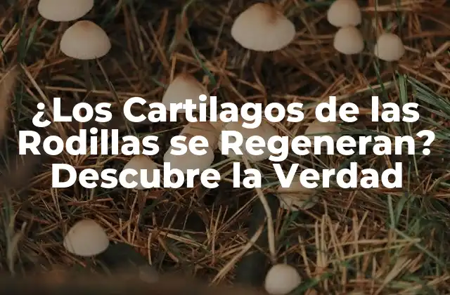 ¿los Cartilagos de las Rodillas Se Regeneran? Descubre la Verdad