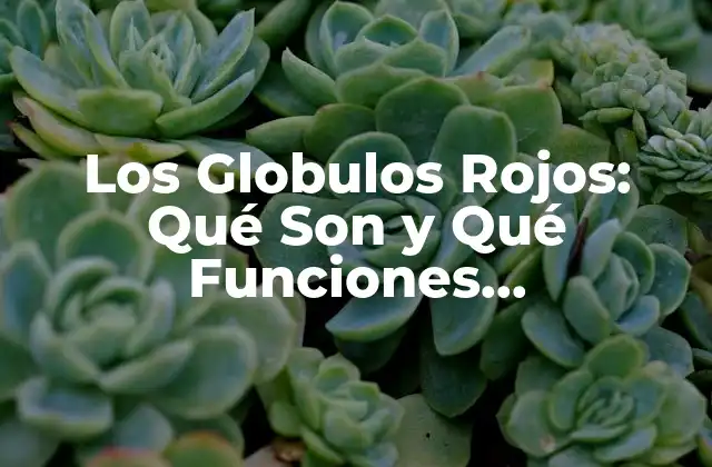 Los Globulos Rojos: Qué Son y Qué Funciones Desempeñan