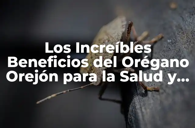 Los Increíbles Beneficios Del Orégano Orejón para la Salud y la Belleza