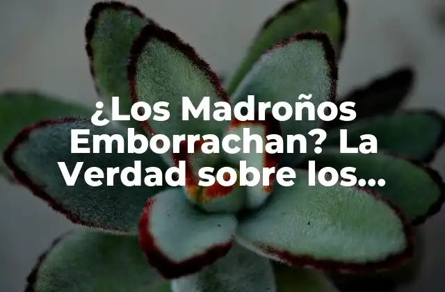 ¿los Madroños Emborrachan? la Verdad sobre los Frutos Del Madroño