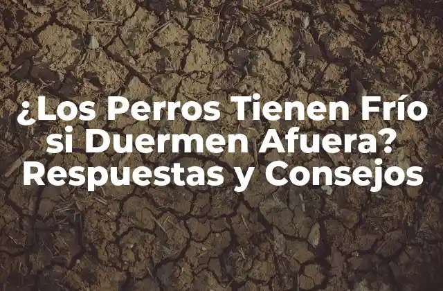 ¿los Perros Tienen Frío Si Duermen Afuera? Respuestas y Consejos