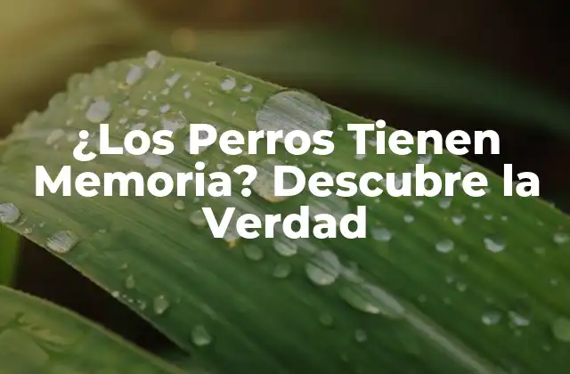 ¿los Perros Tienen Memoria? Descubre la Verdad