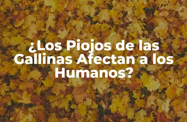 ¿los Piojos de las Gallinas Afectan a los Humanos?