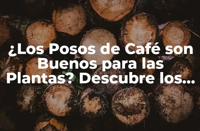 ¿los Posos de Café Son Buenos para las Plantas? Descubre los Beneficios