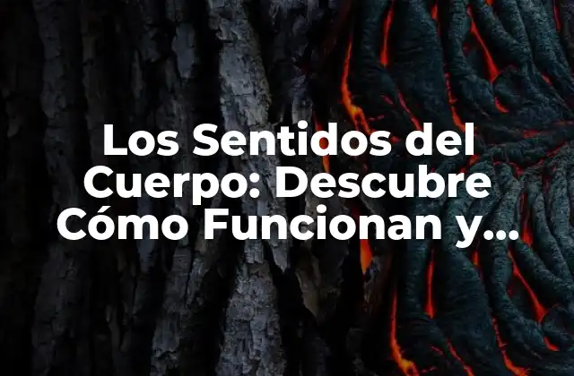Los Sentidos Del Cuerpo: Descubre Cómo Funcionan y Mejora Tu Percepción