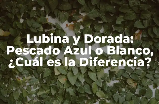 Lubina y Dorada: Pescado Azul o Blanco, ¿cuál es la Diferencia?