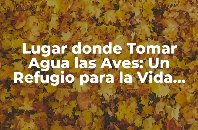 Lugar Donde Tomar Agua las Aves: un Refugio para la Vida Silvestre