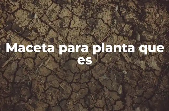 El rol de la maceta en el crecimiento de las plantas