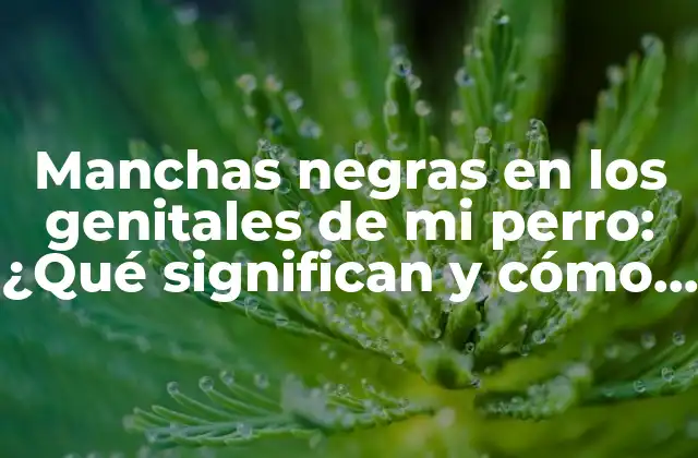 Manchas Negras en los Genitales de Mi Perro: ¿qué Significan y Cómo Tratarlas?