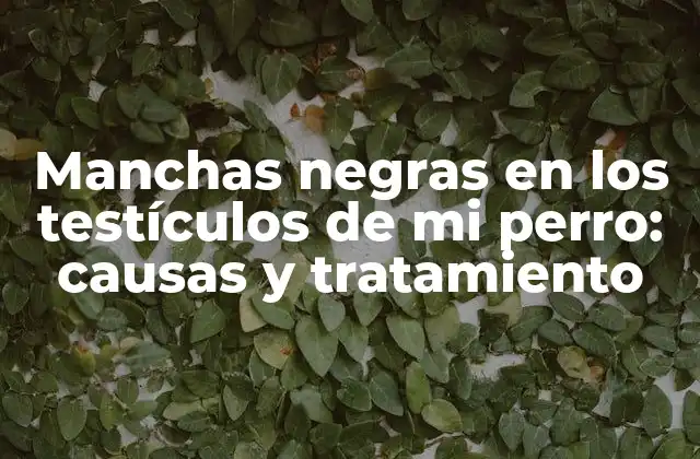 Manchas Negras en los Testículos de Mi Perro: Causas y Tratamiento
