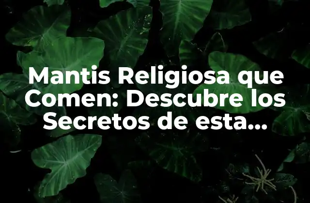 Mantis Religiosa que Comen: Descubre los Secretos de Esta Fascinante Araña