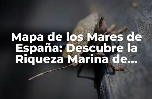 La importancia del Mapa de los Mares de España en la Gestión de los Recursos Marinos