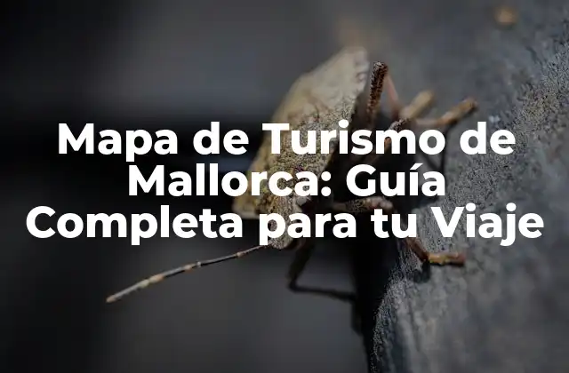 Mapa de Turismo de Mallorca: Guía Completa para Tu Viaje