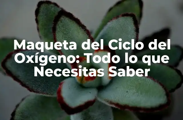 Maqueta Del Ciclo Del Oxígeno: Todo Lo que Necesitas Saber