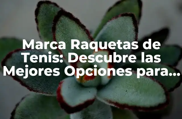 Marca Raquetas de Tenis: Descubre las Mejores Opciones para Tu Juego